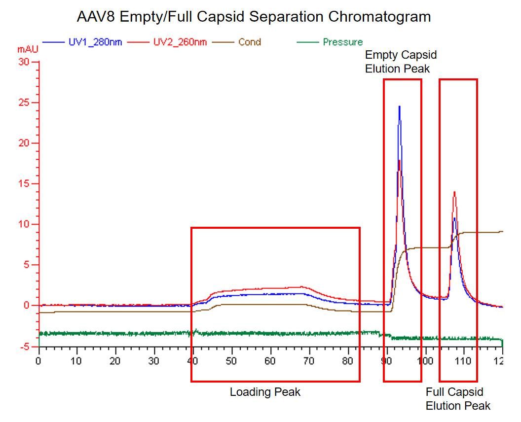 AAV8 Capsid Enrichment Chromatogram showing separation of empty and full capsids